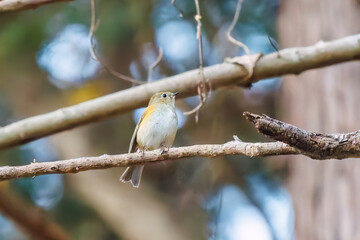 幸せの青い鳥、可愛いルリビタキ（ヒタキ科）
英名学名：Red flanked Bluetail (Tarsiger cyanurus)
紅葉が美しい。
神奈川県清川村、早戸川林道-2024年
