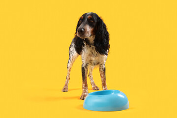 Cute cocker spaniel with bowl of water sitting on yellow background