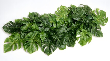 Obraz premium Lush arrangement of monstera leaves.