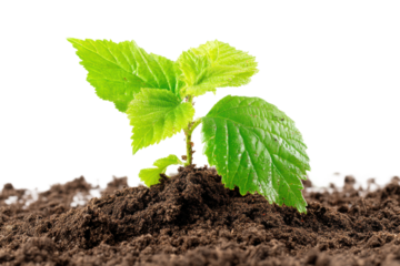 Young green plant growing in soil on black background, cut out
