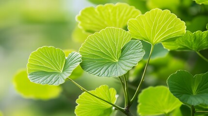 Close-up view of vibrant green leaves.