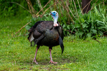 Jive Turkey! - Male wild turkey walking in a field