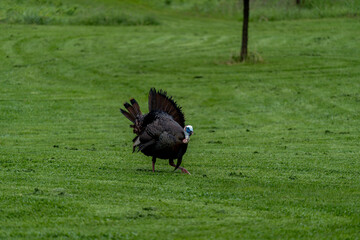 Jive Turkey! - Male wild turkey walking in a field