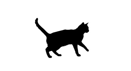 black cat silhouette on white background
