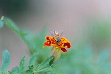 Honeybee on marigold sucking the nectar