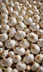 Neatly arranged garlic bulbs, vibrant, aromatic,  fresh,  rustic