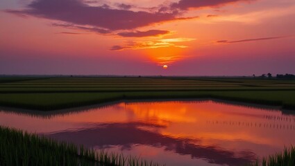 Sunset Reflection in Rice Paddy Fields, Golden Hour Serenity