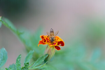 Honeybee on marigold sucking the nectar