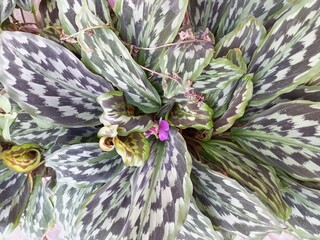 Obraz premium Vibrant Calathea Plant Leaves with Unique Patterns