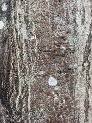 Obraz premium Ancient Tree Bark Texture Natural Pattern