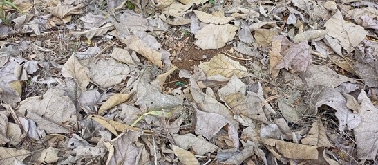 Dry Fallen Leaves Natural Ground Coverage