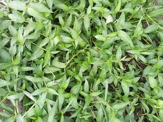 Fototapeta premium Lush Green Ground Cover with Delicate Leaves