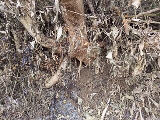 Root System with White Powder Residue