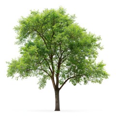 Lush green tree on white
