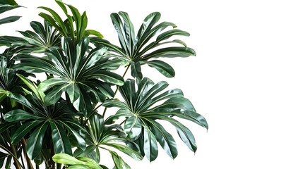 Lush tropical plant with large, detailed leaves against a white background.