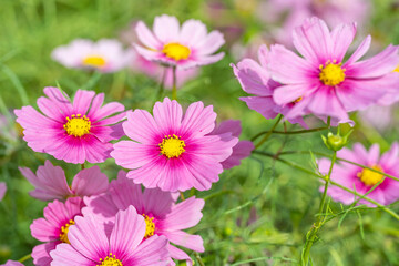 陽だまりに咲く秋桜の群れ