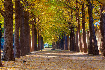 ginkgo trees autumn, Beijing street park