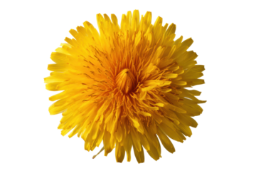 Vibrant yellow dandelion flower with detailed petals in full bloom, cut out