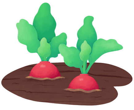 red radishes growing in the garden clip art preview