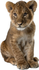 Obraz premium Little Lion Cub's Gaze: An adorable lion cub sits attentively, its captivating eyes reflecting a sense of curiosity and innocence. Its soft fur and gentle expression invite warmth and affection. 