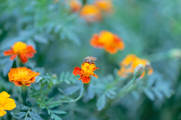 Honeybee on marigold sucking the nectar