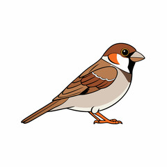 Sparrow Bird Perched On White