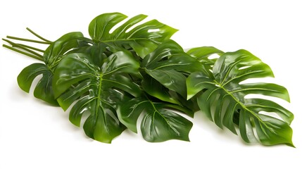 Lush arrangement of monstera leaves against a white background.