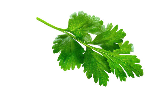 Fresh green cilantro leaf isolated on black background, cut out