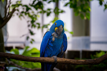 Blue macaw perched on a branch in a tropical sanctuary during daytime