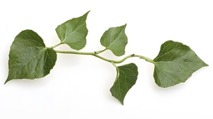 Obraz premium A leafy branch with heart-shaped leaves.