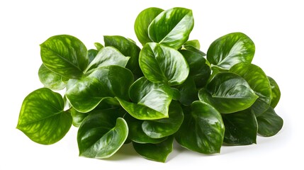 Fototapeta premium Lush green leaves clustered together.