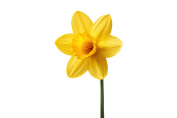 Fototapeta premium Bright yellow daffodil blooming against black background, cut out