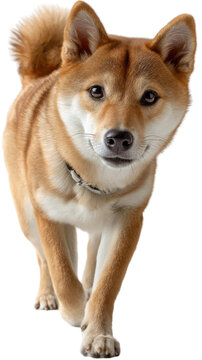 Shiba Inu Strolling: A lovely Shiba Inu, its golden fur glowing in the sunlight, confidently struts forward, a paragon of dog beauty. Capturing the energy, spirit, and charm of the Shiba breed.
