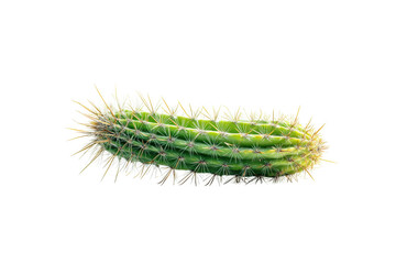 Fototapeta premium Close-up of green cactus isolated on black background, cut out