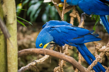 Bright blue bird foraging in a natural habitat during daylight hours