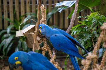 Bright blue hyacinth macaws exploring a feeding station in a tropical setting