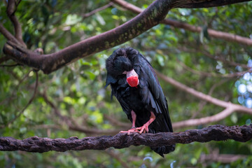 Black bird perched on a low branch in a lush green forest