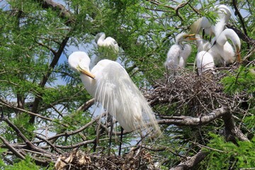 White snowy heron with chicks in the nest in Florida nature, closeup