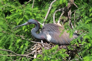 Tricolored heron hatches eggs in the nest in Florida nature, closeup