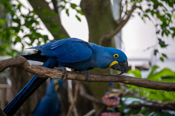 Bright blue macaw perched on branch in lush tropical habitat during daylight