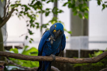 Bright blue macaw perched on a branch in a lush indoor habitat during the day