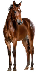 Fototapeta premium Graceful equine portrait: A magnificent brown horse, embodying strength and beauty, stands in a studio, showcasing its powerful physique and elegant presence.