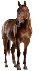 Obraz premium Elegance in Equine Form: A stunning brown horse stands gracefully, its sleek coat gleaming under soft light, embodying power and poise.