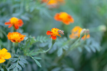 Honeybee on marigold sucking the nectar