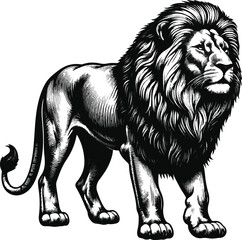 Obraz premium lion vector illustrationwhite background