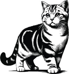 Cat vector illustration file white background