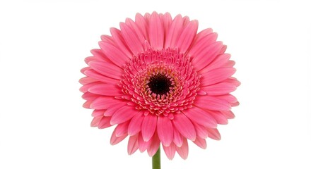Pink gerbera daisy close-up