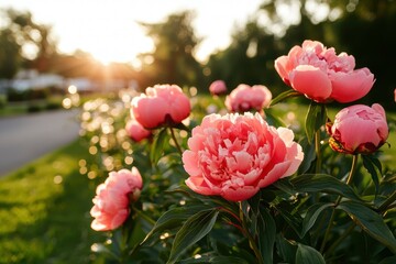 Pink Peonies in Garden at Sunset