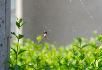 European garden spider Araneus diadematus with prey in web outdoors