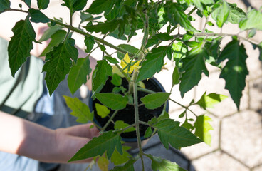 Flowering tomato seedling in pot held by child, close-up of green leaves and blossom